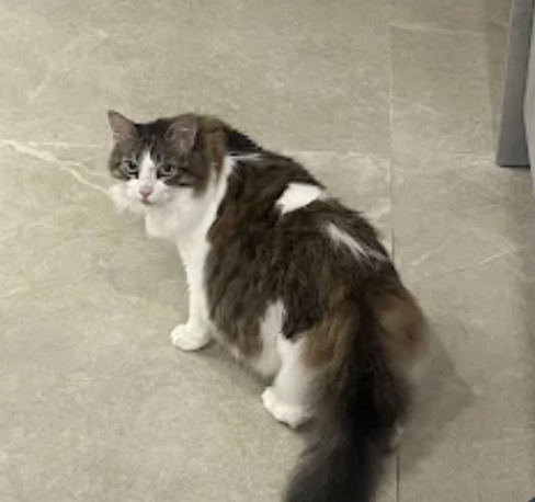 Le chat tigré de Damien, en visite à domicile